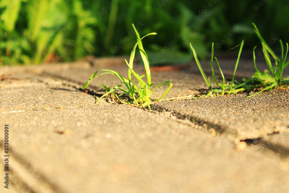 grass growing in the pavement walkway ground grass growing in the pavement walkway ground