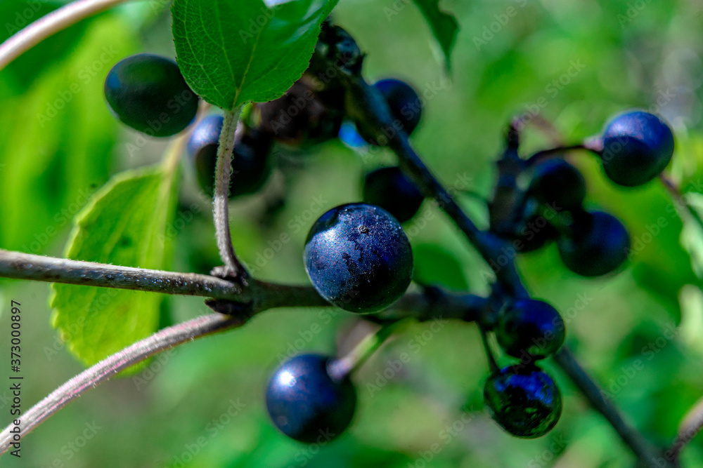blueberries on a branch blueberries on a branch