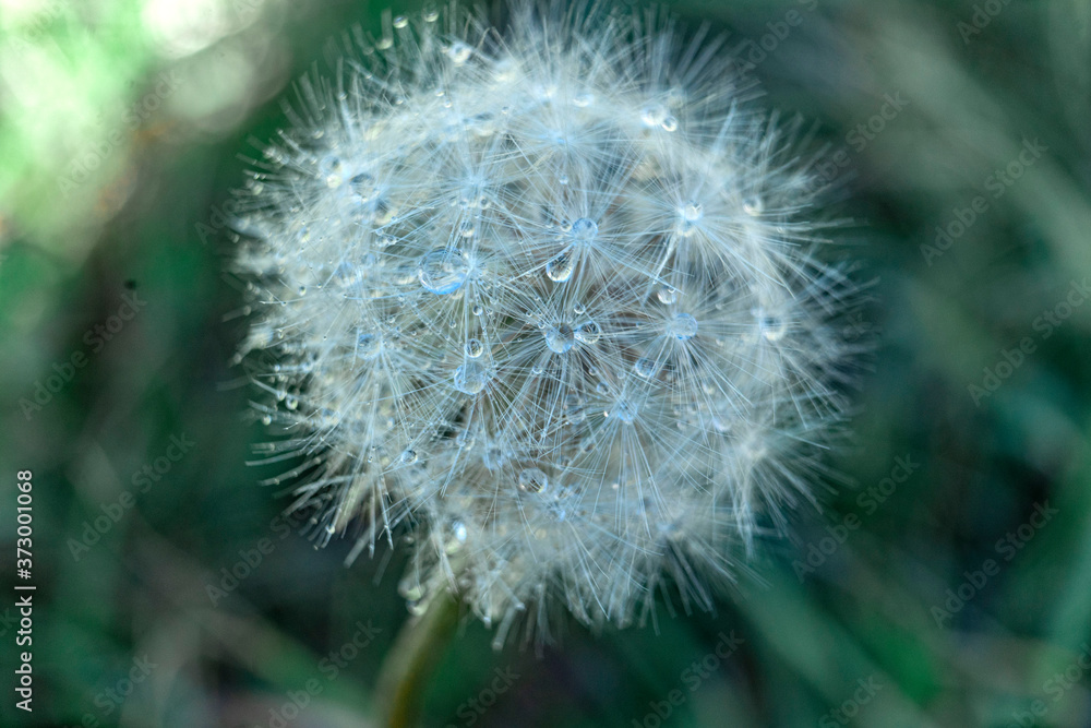 Obraz premium dandelion on green background in a macro 
