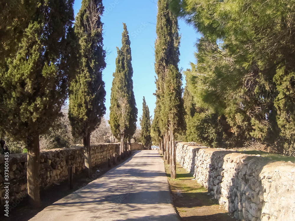 Beautiful pathway of cypress and ancient stone wall