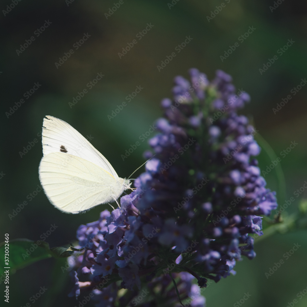 Side view of a Cabbage White butterfly eating nectar from a purple flower of a butterfly bush, Nature photo, dutch wildlife, city park, insect photo. Macro photography, close-up, insect, dreamy Side view of a Cabbage White butterfly eating nectar from a purple flower of a butterfly bush, Nature photo, dutch wildlife, city park, insect photo. Macro photography, close-up, insect, dreamy