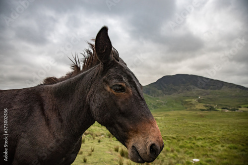Side profile of a donkey in rural Ireland landscape background