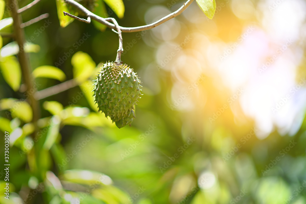Soursop fruit on the tree, selective focus, with sunlight. Soursop fruit on the tree, selective focus, with sunlight.
