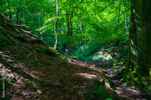 footpath in the forest