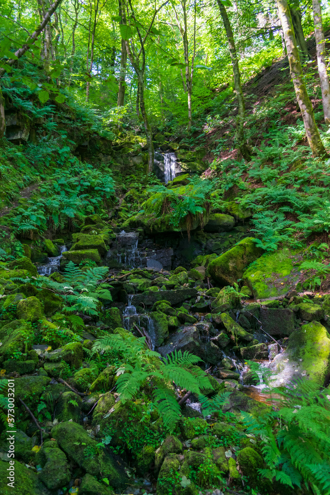 stream in the forest stream in the forest
