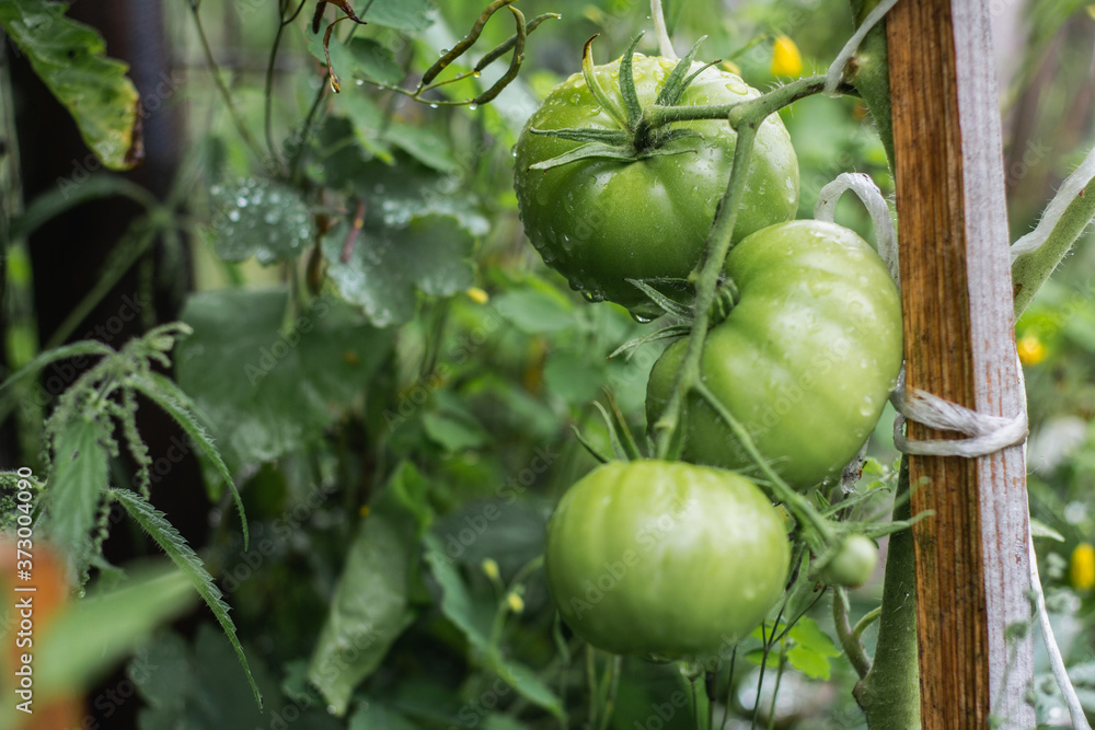 Unripe green tomatoes on a branch in a greenhouse