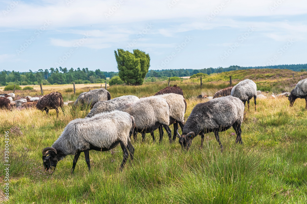 Obraz premium Heidschnuckenweg Lüneburger Heide 