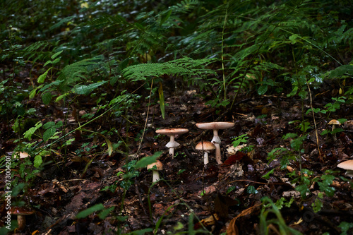 Mushrooms in a moist, lush forest environment