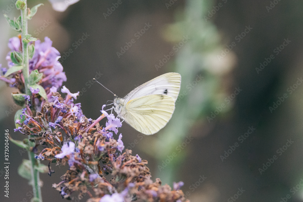 Side view of a Cabbage White butterfly eating nectar from a purple flower of a butterfly bush, Nature photo, dutch wildlife, city park, insect photo. Macro photography, close-up, insect, dreamy Side view of a Cabbage White butterfly eating nectar from a purple flower of a butterfly bush, Nature photo, dutch wildlife, city park, insect photo. Macro photography, close-up, insect, dreamy