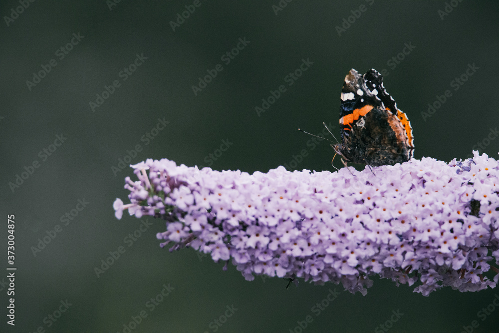 Side view of a beautiful Red admiral butterfly with closed wings on a purple butterfly bush, blurred background, insect photo, macro photography, close-up Side view of a beautiful Red admiral butterfly with closed wings on a purple butterfly bush, blurred background, insect photo, macro photography, close-up