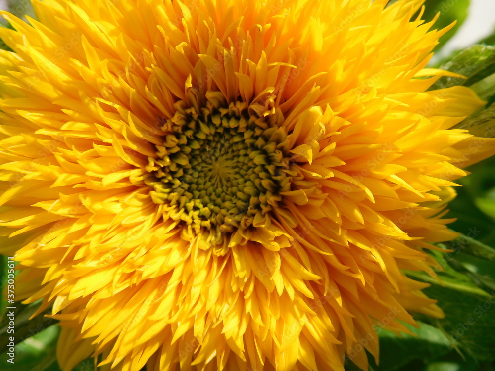 decorative sunflower cultivar teddy bear flower close up decorative sunflower cultivar teddy bear flower close up