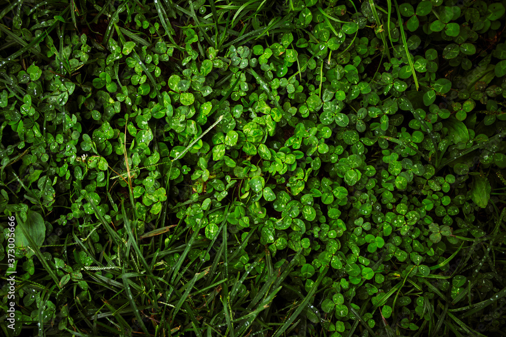 Obraz premium Green clover 