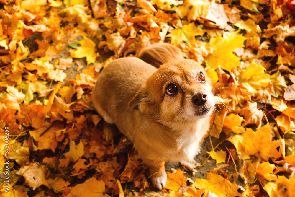 A small cute redhead dog in an autumn park among the foliage carefully looks up. Autumn mood. Close-up, selective focus A small cute redhead dog in an autumn park among the foliage carefully looks up. Autumn mood. Close-up, selective focus
