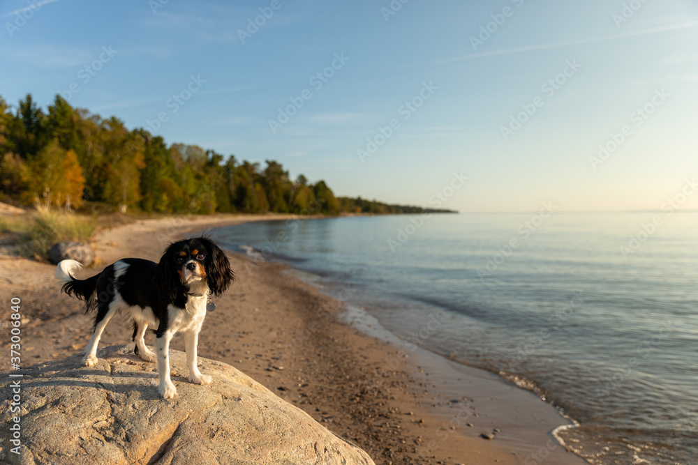 A Cavalier King Charles spaniel posing on a boulder on the shore