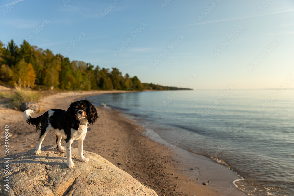 A Cavalier King Charles spaniel posing on a boulder on the shore A Cavalier King Charles spaniel posing on a boulder on the shore