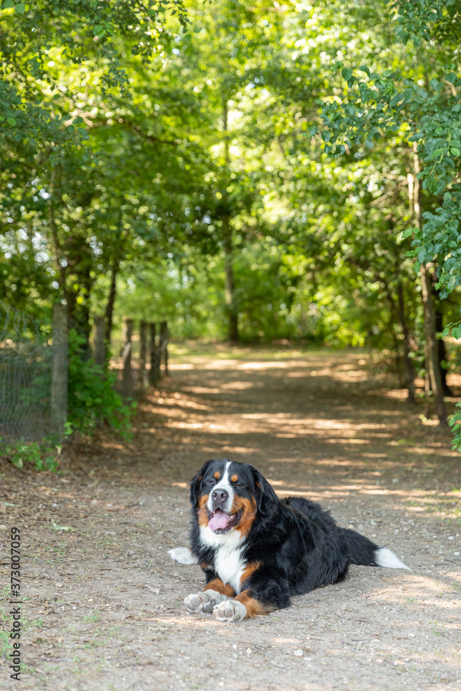 A Bernese mountain dog laying on a dirt path A Bernese mountain dog laying on a dirt path