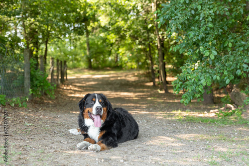 A Bernese mountain dog laying on a dirt path