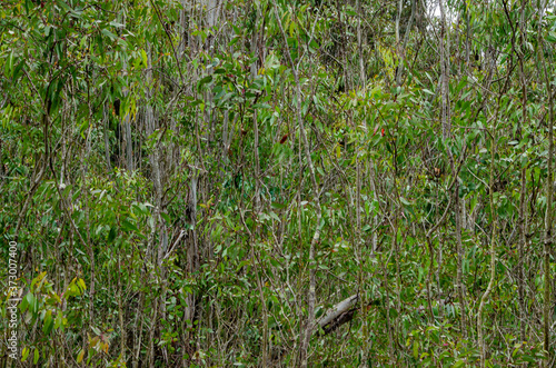 Eucalyptus Sapling Grove