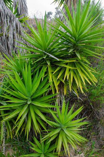 close up of succulent plant