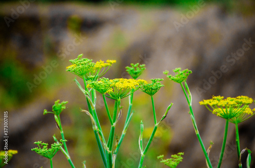 Fennel Flower