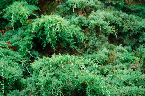 Evergreen Foliage
