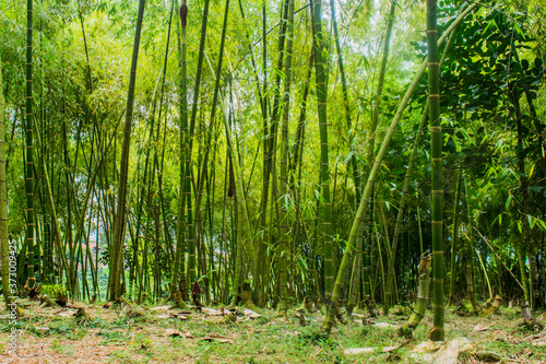 bambu guadua