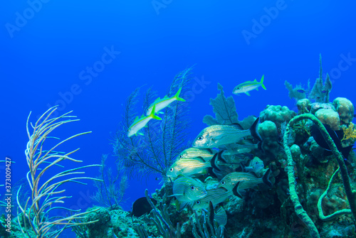 Fototapeta Naklejka Na Ścianę i Meble -  A small school of grunts are hanging out together around a coral structure