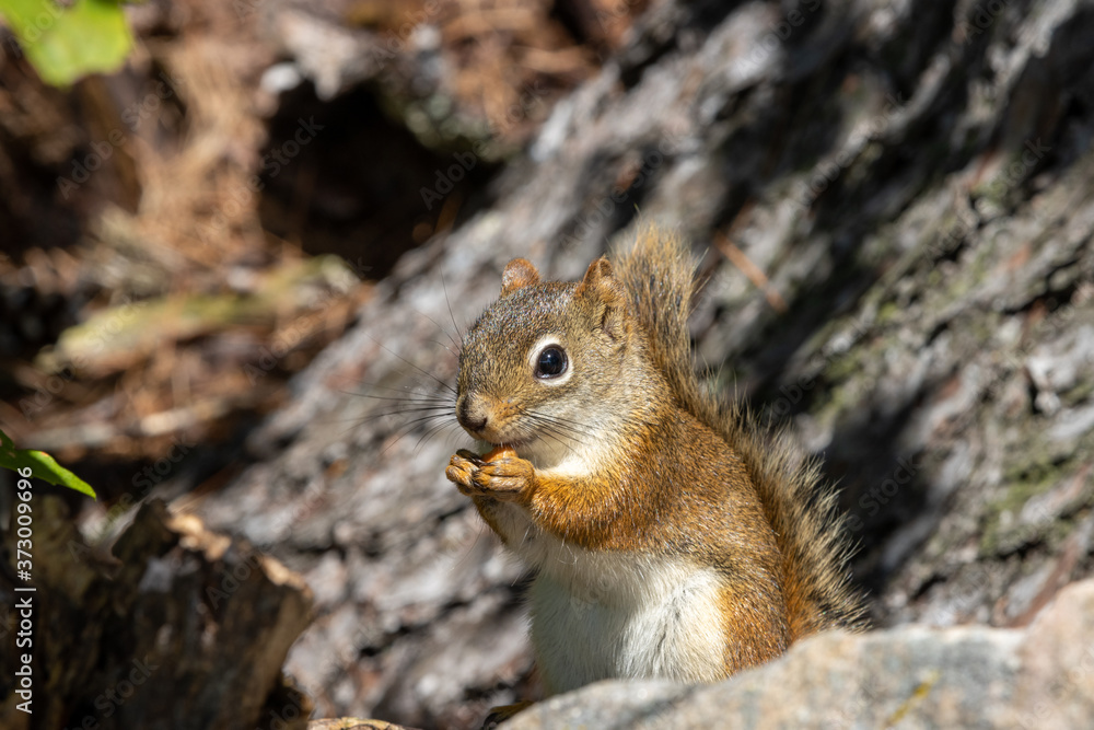 North American Red Squirrel eating on rocky outcrop North American Red Squirrel eating on rocky outcrop