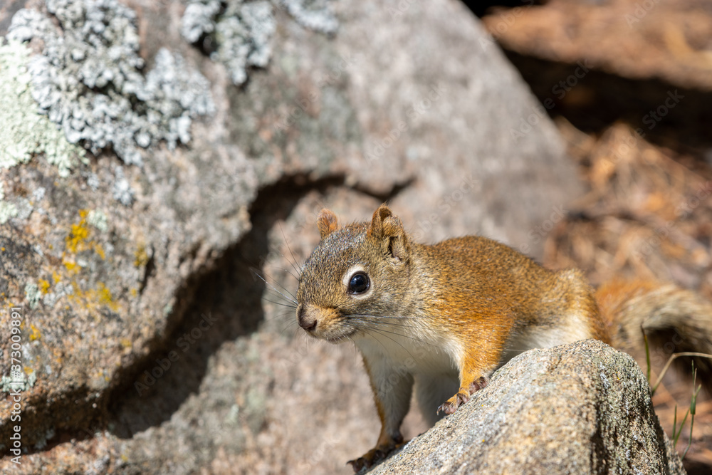American Red Squirrel posing with all four legs on rocky outcrop American Red Squirrel posing with all four legs on rocky outcrop
