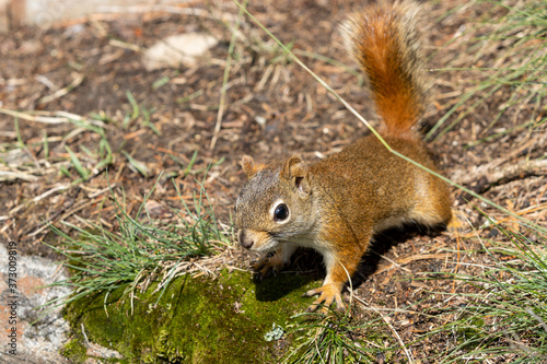 North American Red Squirrel on all fours on forest floor