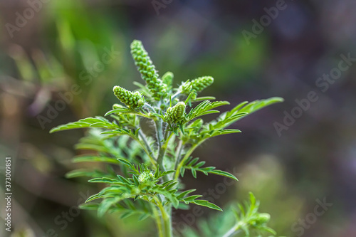 Bild auf Leinwand Ragweed bushes