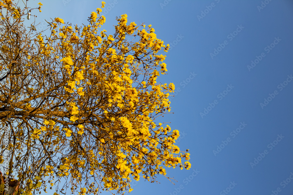 Ipê amarelo florido com céu azul ao fundo. Stock Photo | Adobe Stock