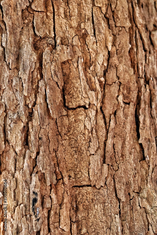 Obraz premium tree bark texture