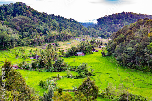 rice fields between  Sipirok and Bukittanggga on Sumatra, Indonesia