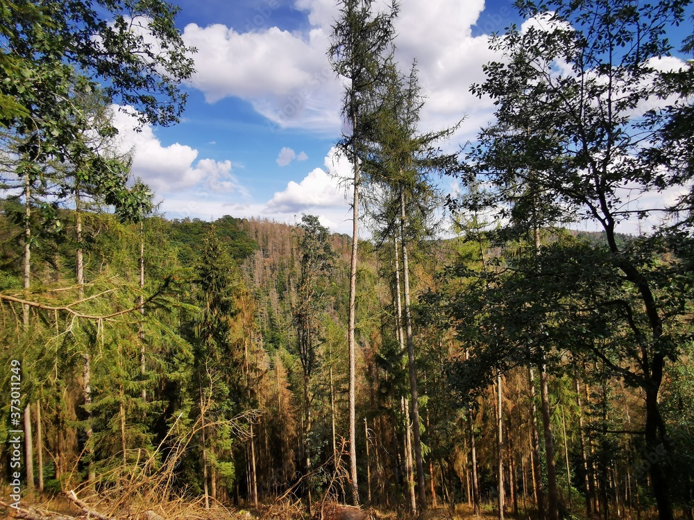 forest and sky