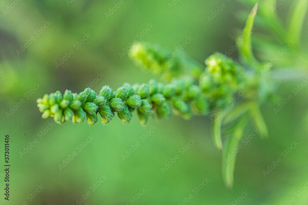 Ragweed bushes. Ambrosia artemisiifolia dangerous allergy-causing plant to meadow among summer herbs. Weed bursages and burrobrushes whose pollen is deadly for allergy sufferers Ragweed bushes. Ambrosia artemisiifolia dangerous allergy-causing plant to meadow among summer herbs. Weed bursages and burrobrushes whose pollen is deadly for allergy sufferers