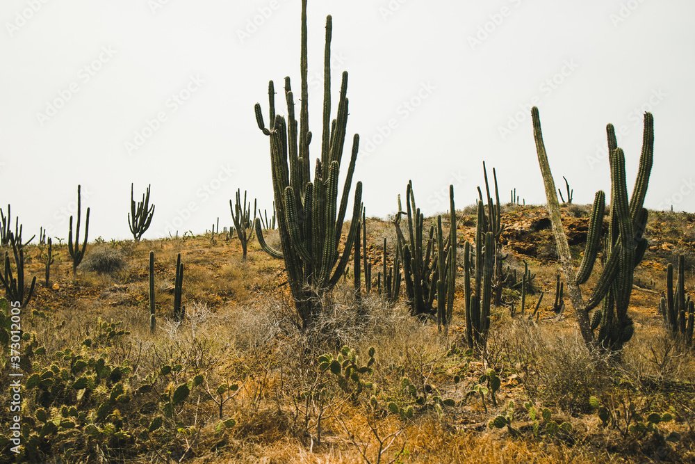 Cactus hedges are the eye catchers of the Aruban landscape. These hedges are mostly made of a cactus species (Ritterocereus griseus). 
