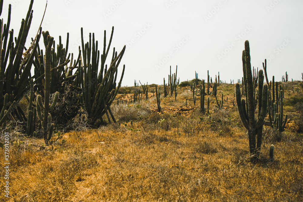 Cactus hedges are the eye catchers of the Aruban landscape. These hedges are mostly made of a cactus species (Ritterocereus griseus). Cactus hedges are the eye catchers of the Aruban landscape. These hedges are mostly made of a cactus species (Ritterocereus griseus).