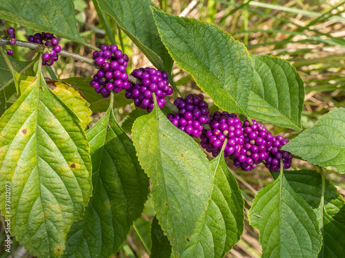Wild Coffee (Psychotria nervosa) growing in Oscar Sherer State Park in Osprey Florida United States natural, nature
