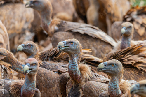 Closeup shot of griffon vultures, Europe's second largest birds photo