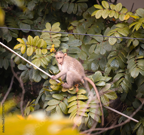 Monkey is a common name that may refer to groups or species of mammals, in part, the simians of infraorder Simiiformes. The term is applied descriptively to groups of primates, such as families of New photo