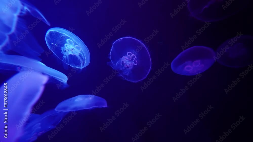 Blue and violet jellyfish on black background. Сolored jellyfish swim at night. Blue and violet jellyfish on black background. Сolored jellyfish swim at night.
