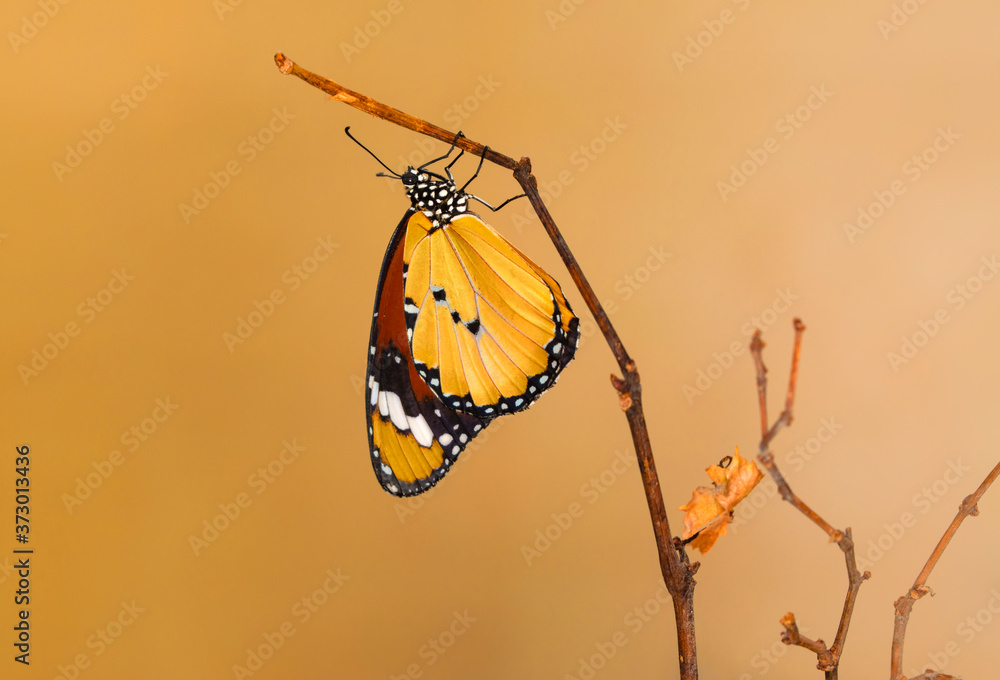Obraz premium Macro shots, Beautiful nature scene. Closeup beautiful butterfly sitting on the flower in a summer garden. . Monarch, Danaus plexippus is a milkweed butterfly (subfamily Danainae) in the family Nympha