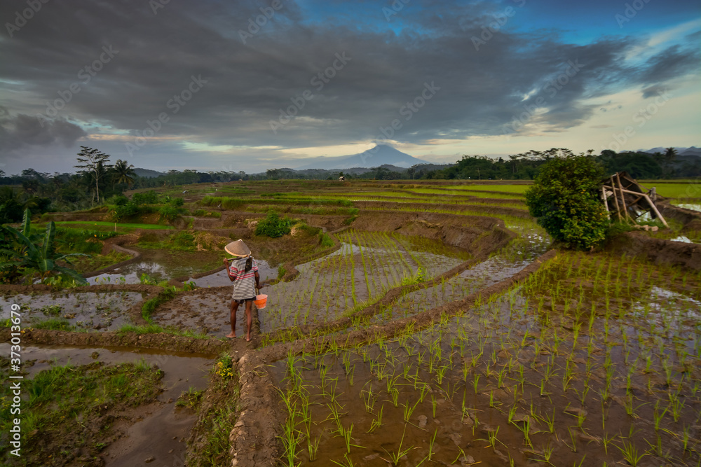 Farmer walking in the rice fields terrace 