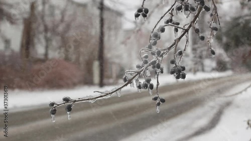 Snowstorm or blizzard buffets frozen tree branch, dangerous icy roads