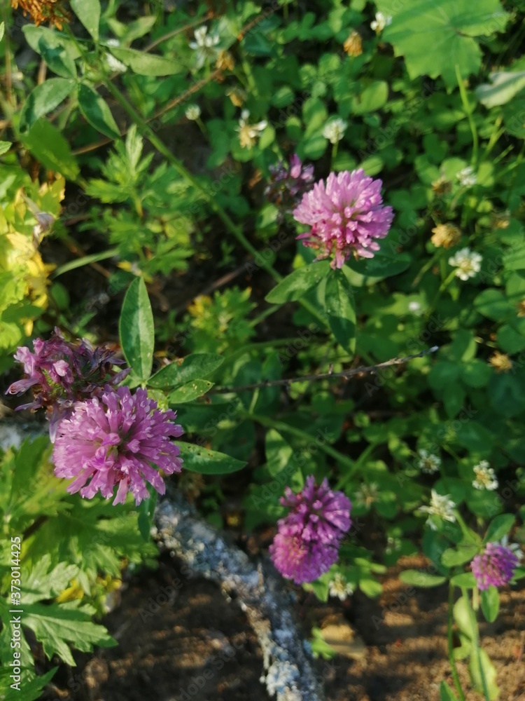 Close view of several red clover heads (trifolium pratense) Close view of several red clover heads (trifolium pratense)