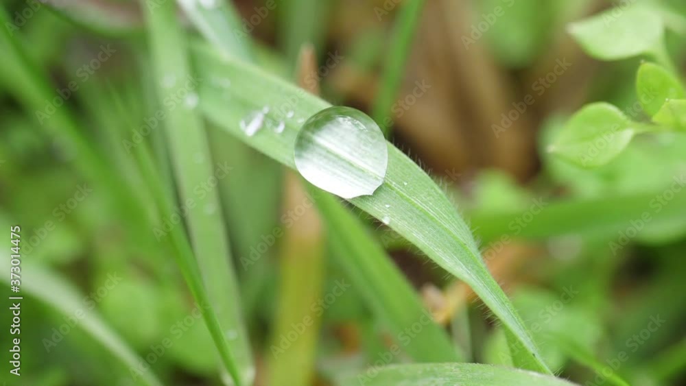 tiny water droplets on small leaf macro