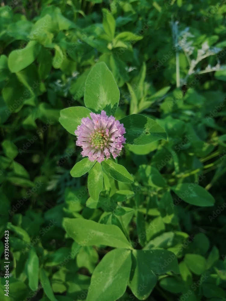 Close view of several red clover heads (trifolium pratense) Close view of several red clover heads (trifolium pratense)