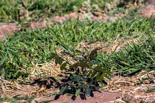 Field with eucalyptus planted seedlings in Brazil
