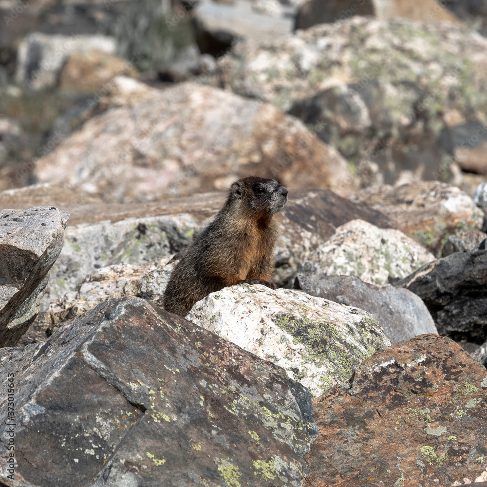 marmot in the mountains marmot in the mountains